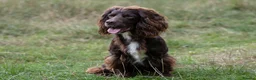 Cocker Spaniel dogs for stud: Working Cocker Spaniel For Stud - Advert 8