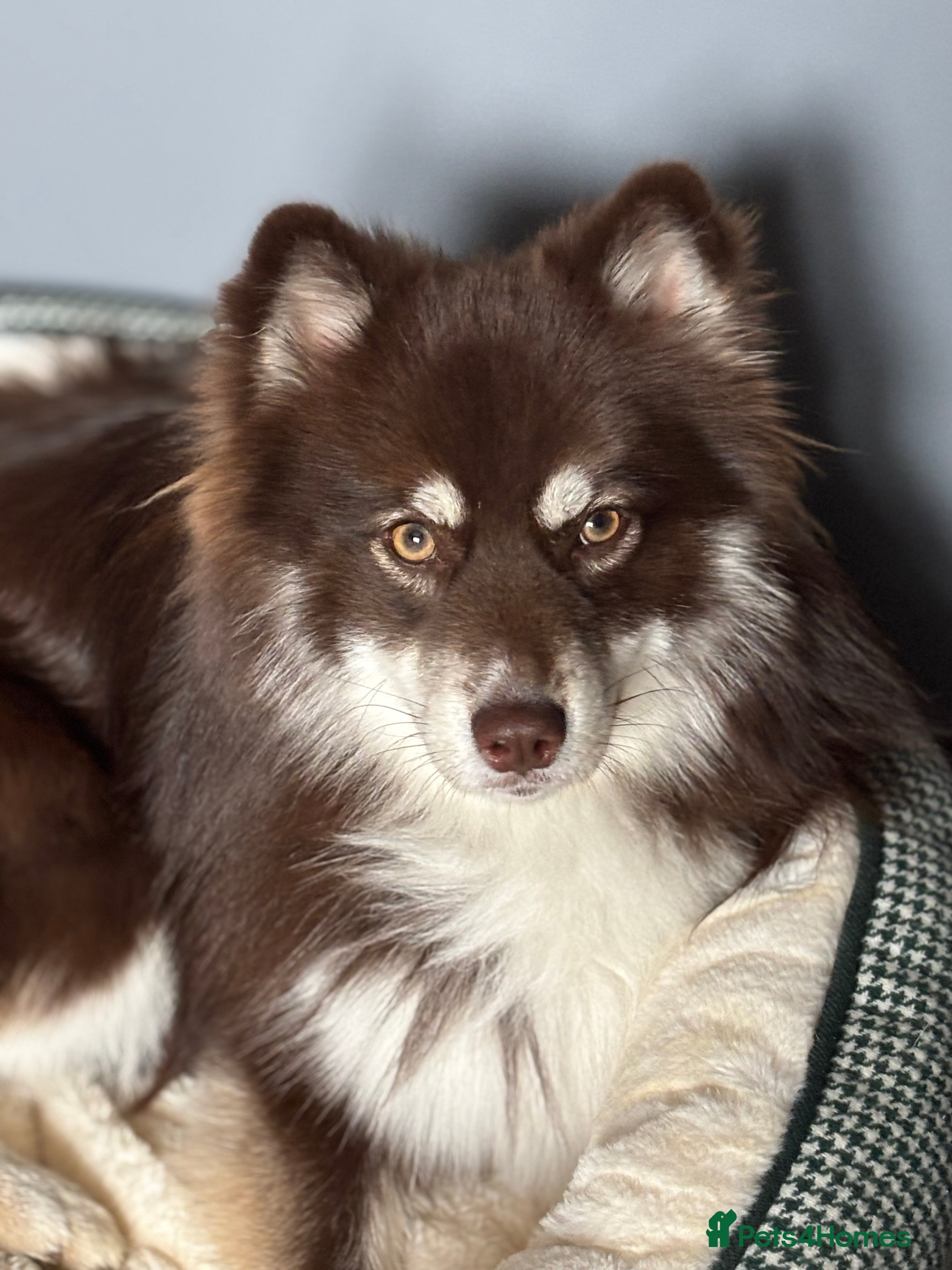 Pomsky dogs For STUD🧪Embark tested!!⭐️F3 Pomsky Choc & Cream - Advert 3