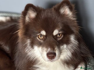 Pomsky dogs - Advert 1