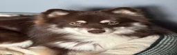 Pomsky dogs for stud: For STUD🧪Embark tested!!⭐️F3 Pomsky Choc & Cream - Advert 2