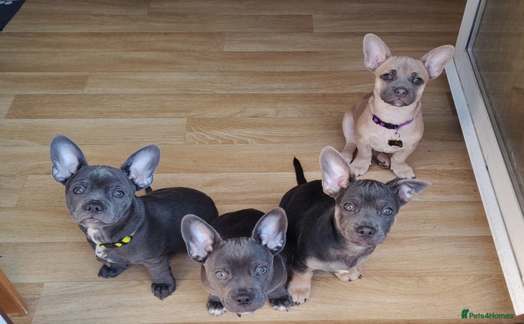 Mixed Breed dogs - Advert 8