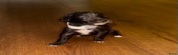 Mixed Breed dogs for sale: Stunning F1 Beddy Whippet Pups — Hearts Will Melt - Advert 12