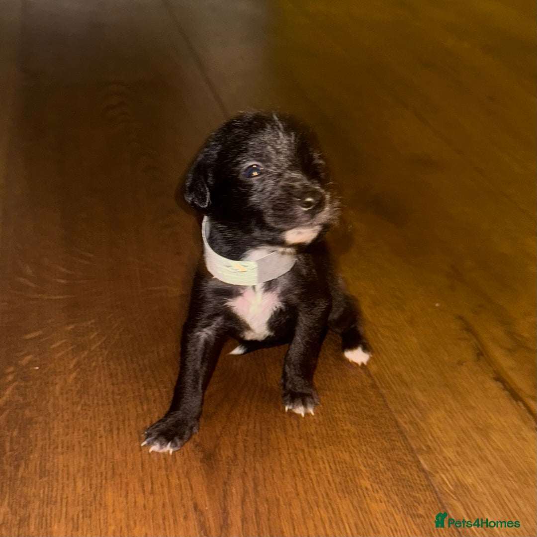 Mixed Breed dogs for sale: Stunning F1 Beddy Whippet Pups — Hearts Will Melt - Advert 12