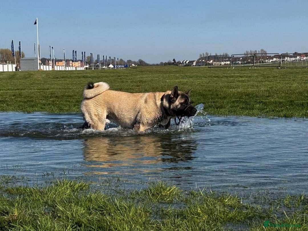 Mixed Breed dogs for sale: Northern Inuit cross American akita  - Image 36
