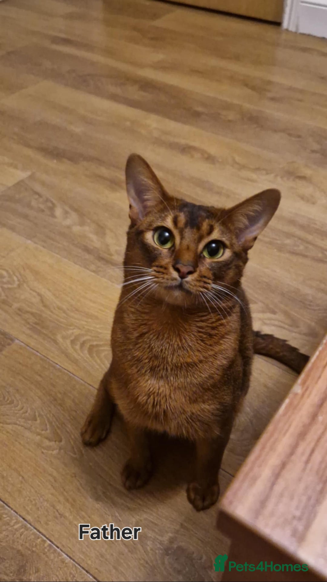 Abyssinian cats for sale: Beautiful kittens 🥰  - Image 15
