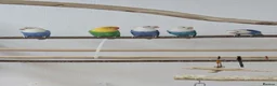 Lovebirds birds for sale: Opaline Lovebirds  in Hereford - Advert 8