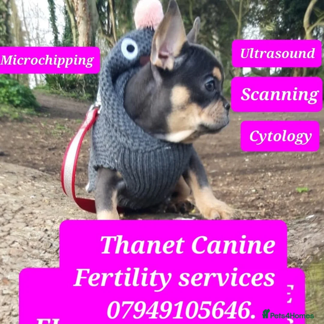 French Bulldog dogs for stud: KC TOP DRAW STUD Ramsgate  in Ramsgate - Advert 37