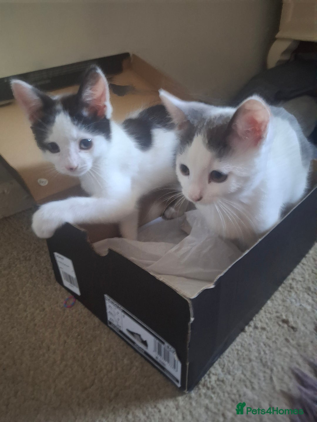 Mixed Breed cats for sale: Kittens - Image 4