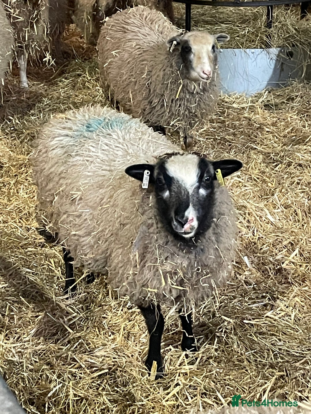 Sheep livestock for sale: Shetland wethers - Advert 4