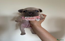 French Bulldog dogs for sale: Stunning platinum and lilac fawn boys and girls - Image 7