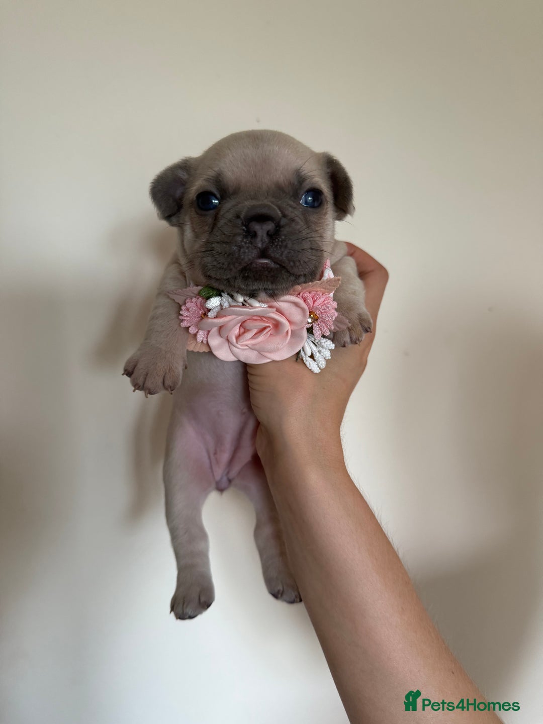 French Bulldog dogs for sale: Stunning platinum and lilac fawn boys and girls - Image 7