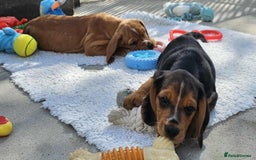 Bocker dogs for sale: Beautiful Bocker Boys - Ready Now - Image 24
