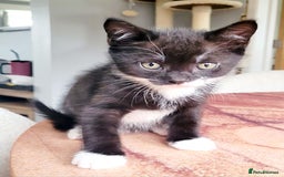 Domestic Shorthair cats for sale: 2 beautiful boys - Image 10