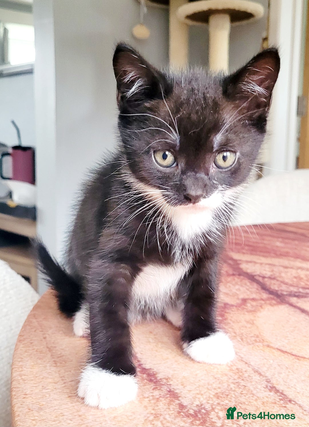 Domestic Shorthair cats for sale: 2 beautiful boys - Image 10