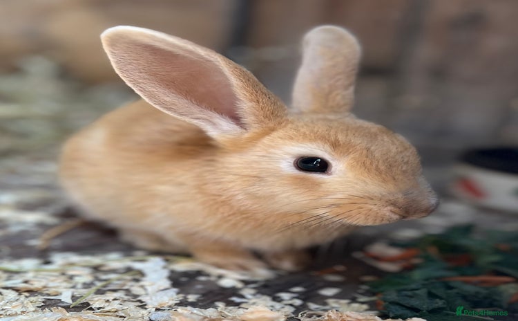 Rex rabbits - Advert 1