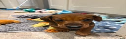 Dachshund dogs for sale: 9 week old 2 female dachshund puppies  - Advert 7