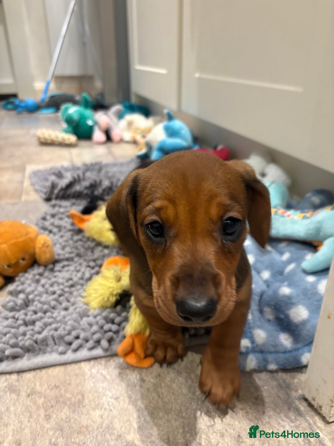 Dachshund dogs for sale: 9 week old 2 female dachshund puppies  - Advert 7