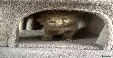 Scottish Fold cats - Advert 5