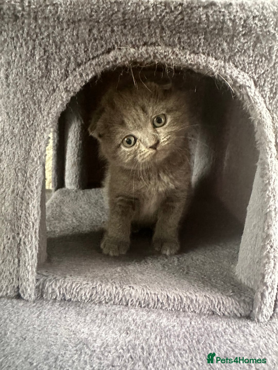 Scottish Fold cats for sale: Beautiful Scottish folds and straights kittens🎀 - Image 3