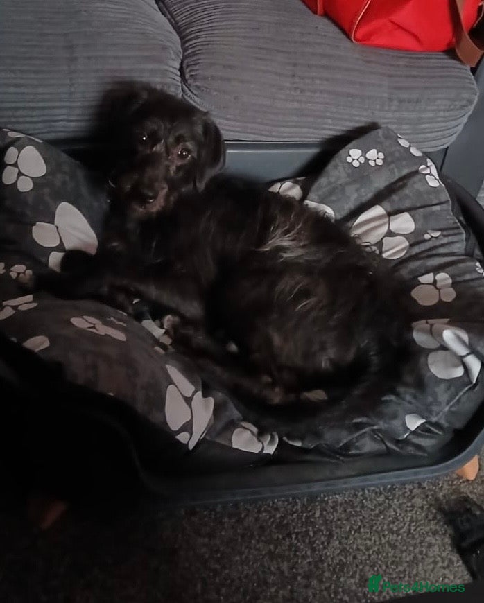 Mixed Breed dogs 1 year old lab x cockpoo  - Advert 1