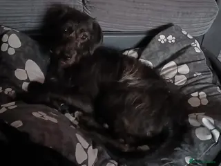 Mixed Breed dogs 1 year old lab x cockpoo - Advert 2