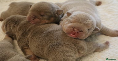 English Bulldog dogs - Advert 8
