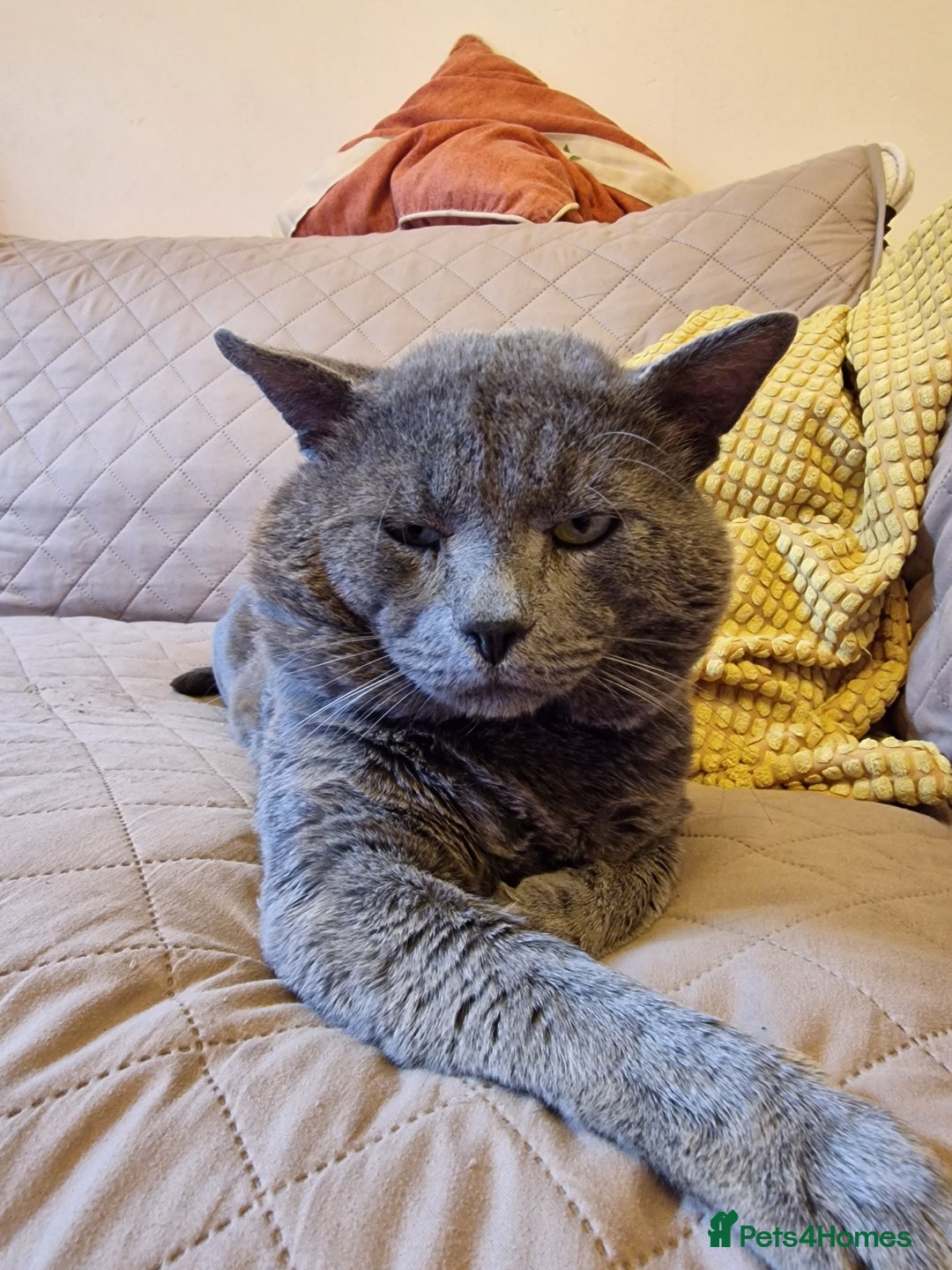 Russian Blue cats for sale: Pure Russian Blue Kittens for sale - 2 Boys 1 Girl - Image 9