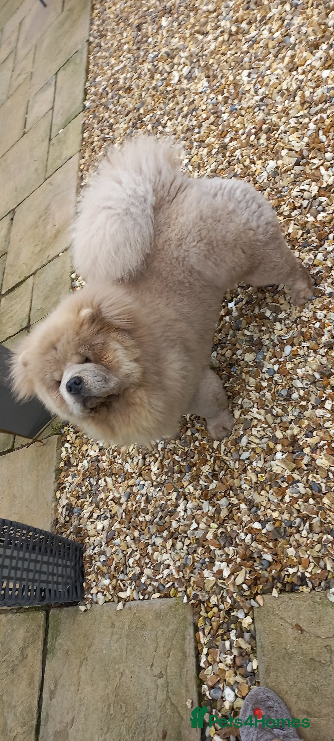 Chow Chow dogs for stud: outstanding chow chow stud in Wednesbury - Image 8