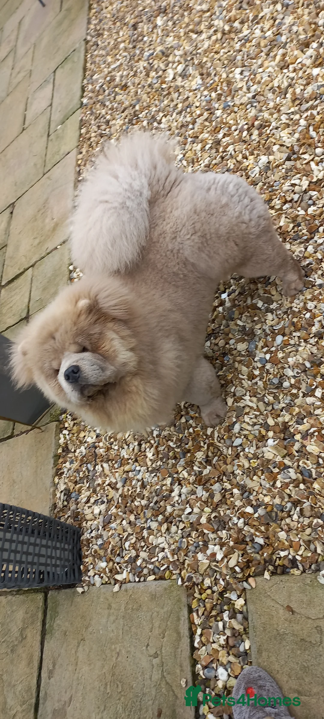 Chow Chow dogs for stud: outstanding chow chow stud in Wednesbury - Advert 8