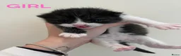 Mixed Breed cats for sale: 3 Beautiful kittens ready in 5 weeks in Malvern - Advert 3