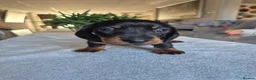 Miniature Dachshund dogs for sale: Beautiful Miniature Dachshund Puppies!💙💙♥️♥️♥️ - Advert 4