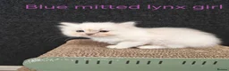 Ragdoll cats for sale: BEAUTIFUL RAGDOLLS KITTENS GCCF REGISTERED  - Advert 3