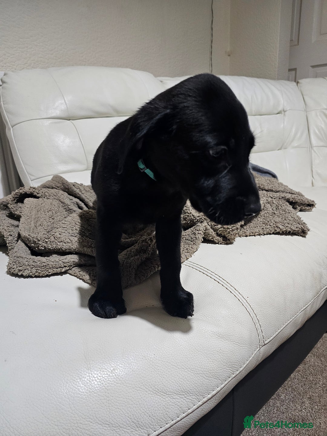 Labrador Retriever dogs for sale: 2boys / 4 girls  READY TODAY FOR FOREVER HOMES - Image 32
