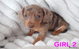 Miniature Dachshund dogs for sale: Miniature Dachshund puppies - Image 4