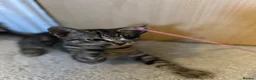 Domestic Shorthair cats for sale: Adorable Tabby Kittens Seeking Their Forever Homes - Advert 9