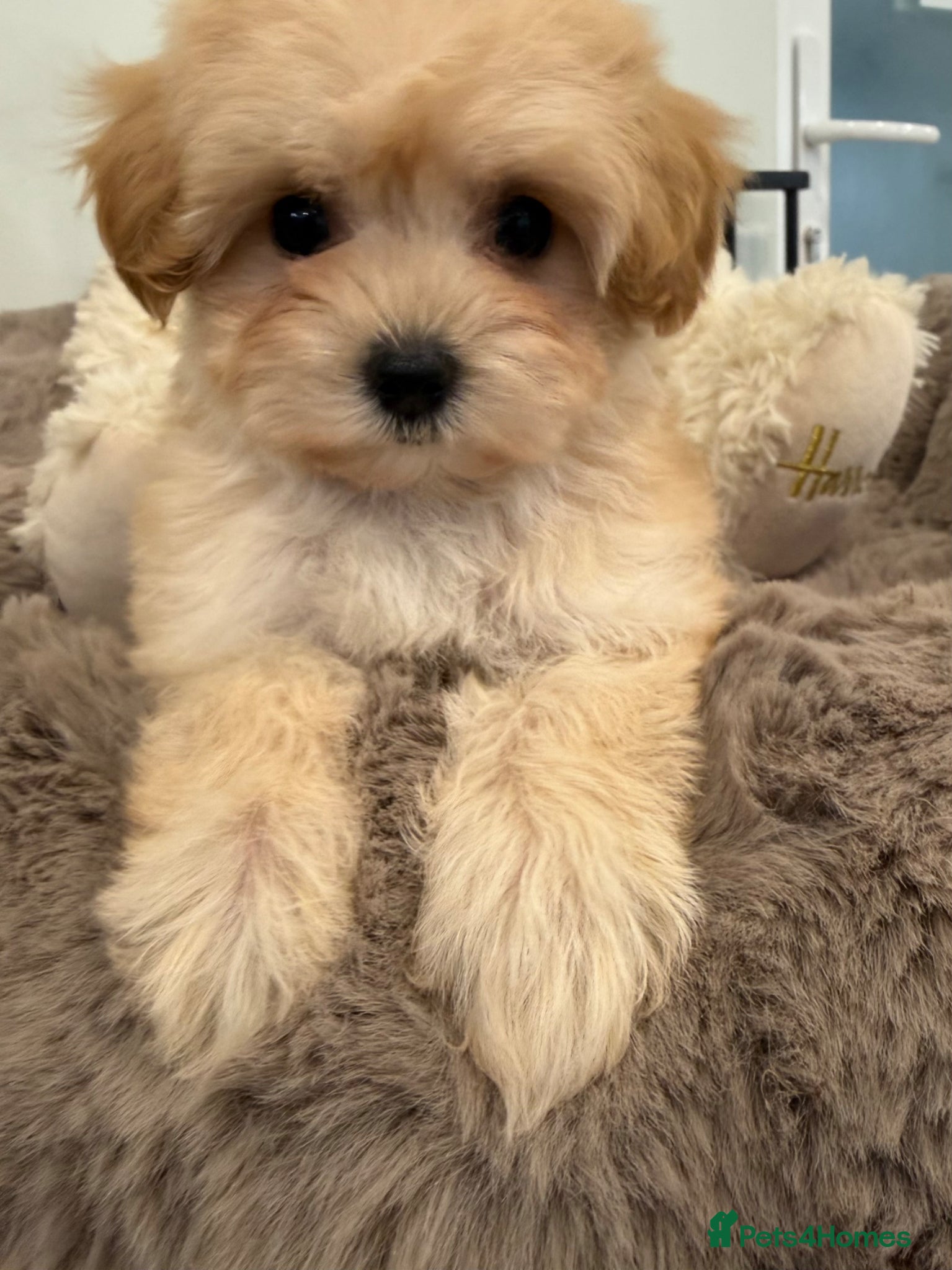 Maltipoo dogs for sale: 7 beautiful girls. F1. DNA clear & health tested.  - Advert 8