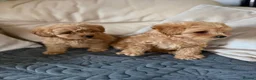 Miniature Poodle dogs for sale: Minature Poodle puppys!🐶🐾 - Advert 12