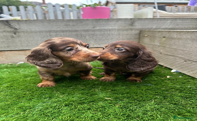 Miniature Dachshund dogs - Advert 5