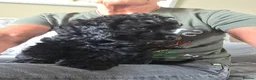 American Cocker Spaniel dogs for sale: American cocker spaniel KC reg Male - Advert 5