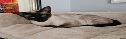 Sphynx cats for sale: Sphynx x Siamese kittens - Advert 19