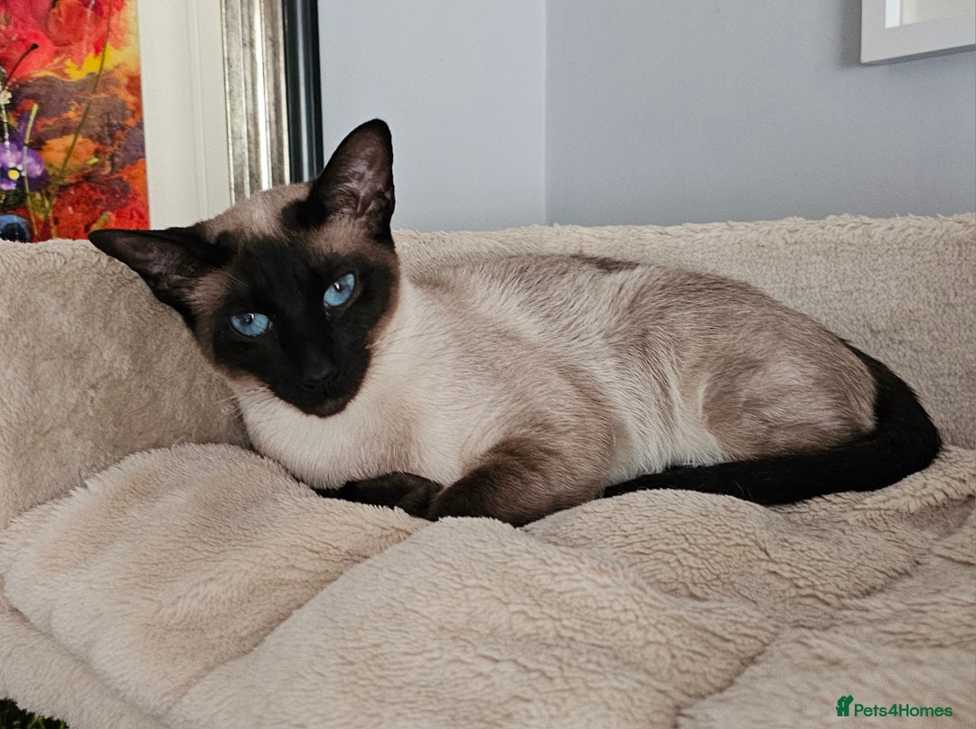 Sphynx cats for sale: Sphynx x Siamese kittens - Advert 19