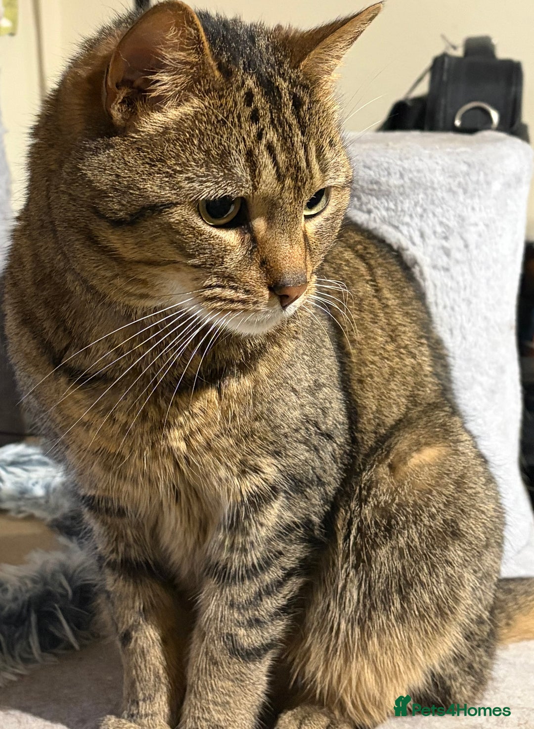 Domestic Shorthair cats for sale: Beautiful tabby domestic cat for sale - Advert 1