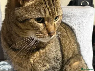 Domestic Shorthair cats Beautiful 4-Year-Old Male Tabby DSH Cat For Sale - Advert 2