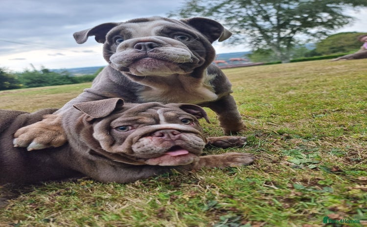 English Bulldog dogs - Advert 15