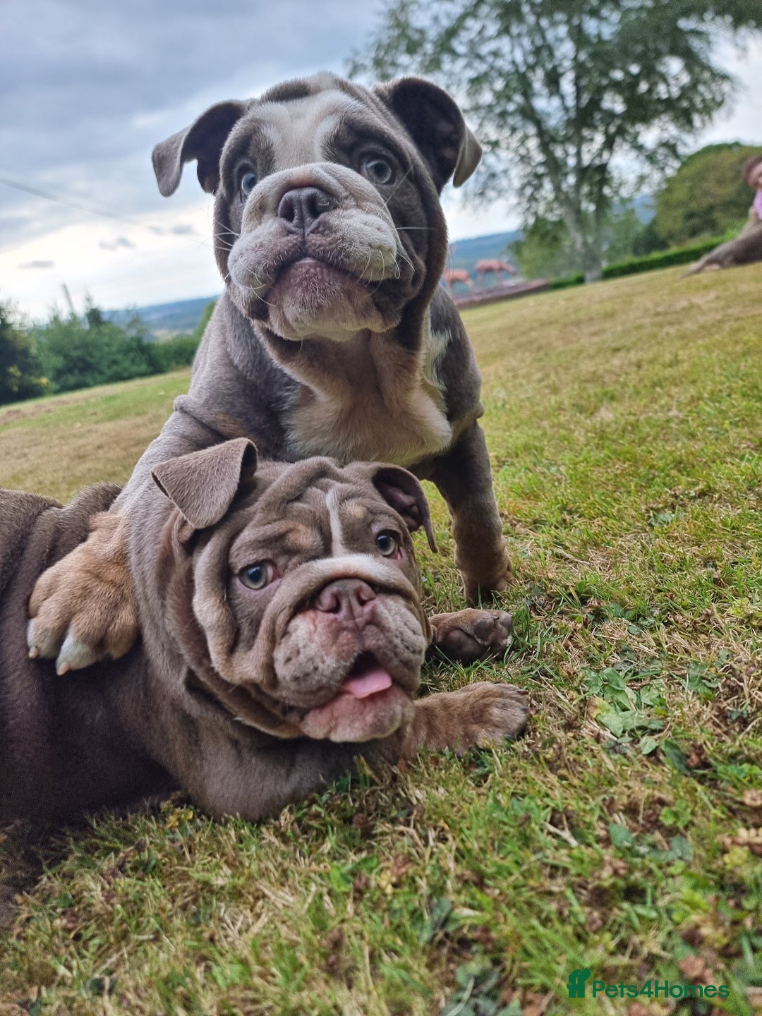 English Bulldog dogs for sale: World class bulldogs - Image 1