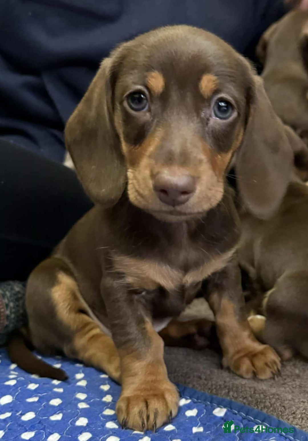 Miniature Dachshund dogs for sale: Two females Minature Dachshunds  - Advert 2