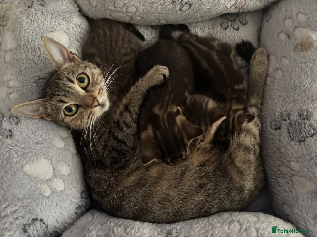 Mixed Breed cats for sale: Beautiful kittens  in Ipswich - Advert 1