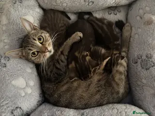 Mixed Breed cats Beautiful kittens - Advert 9