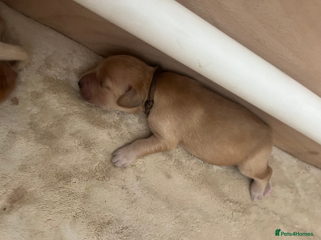 Golden Retriever dogs for sale: Pure bred Golden Retriever puppies - Image 36