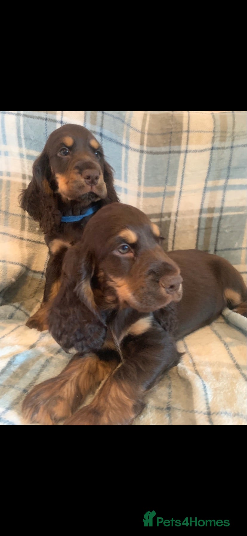 Cocker Spaniel dogs Show type cocker spaniel puppy’s  - Advert 1